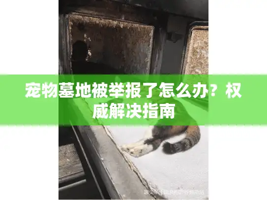 宠物墓地被举报了怎么办？权威解决指南