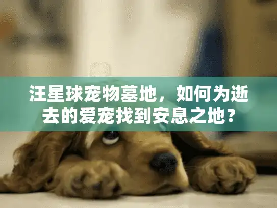 汪星球宠物墓地，如何为逝去的爱宠找到安息之地？
