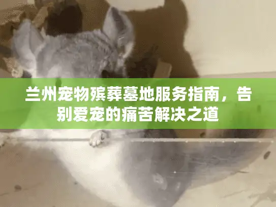 兰州宠物殡葬墓地服务指南，告别爱宠的痛苦解决之道