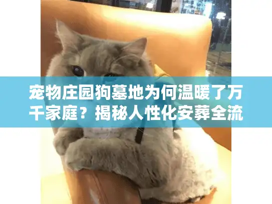 宠物庄园狗墓地为何温暖了万千家庭？揭秘人性化安葬全流程