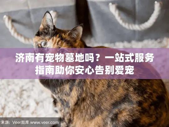 济南有宠物墓地吗？一站式服务指南助你安心告别爱宠