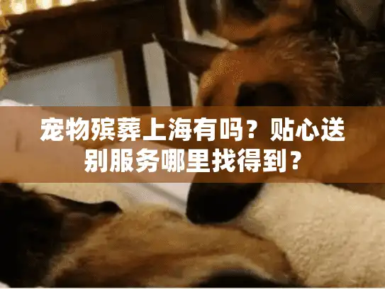 宠物殡葬上海有吗？贴心送别服务哪里找得到？
