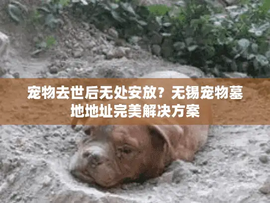 宠物去世后无处安放？无锡宠物墓地地址完美解决方案