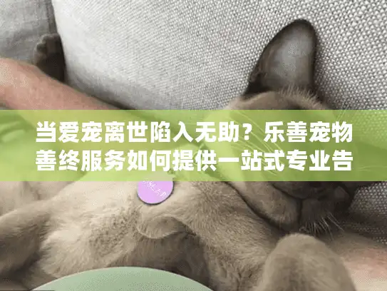 当爱宠离世陷入无助？乐善宠物善终服务如何提供一站式专业告别