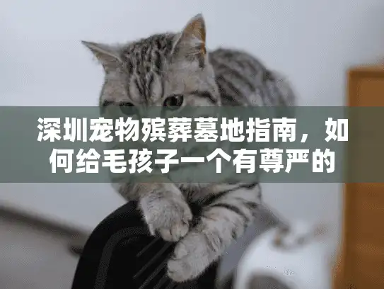 深圳宠物殡葬墓地指南，如何给毛孩子一个有尊严的告别
