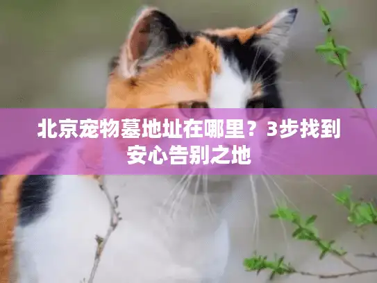 北京宠物墓地址在哪里？3步找到安心告别之地