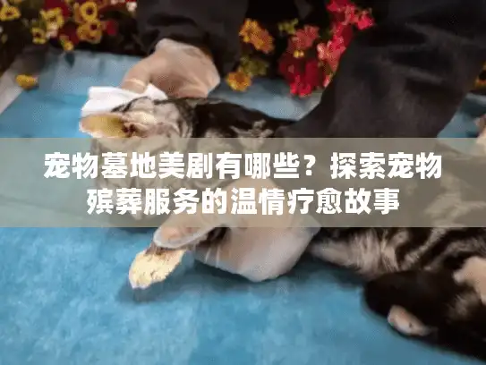 宠物墓地美剧有哪些？探索宠物殡葬服务的温情疗愈故事
