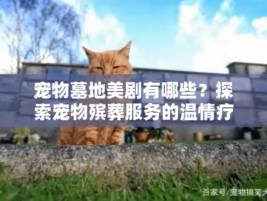 宠物墓地美剧有哪些？探索宠物殡葬服务的温情疗愈故事