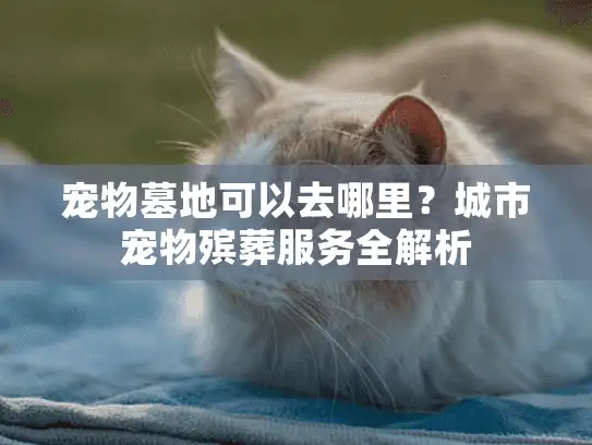 宠物墓地可以去哪里？城市宠物殡葬服务全解析