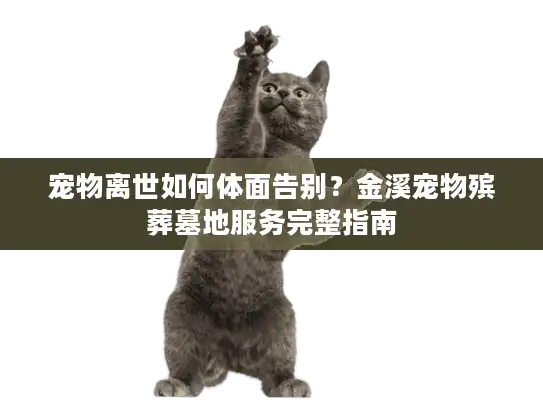 宠物离世如何体面告别？金溪宠物殡葬墓地服务完整指南