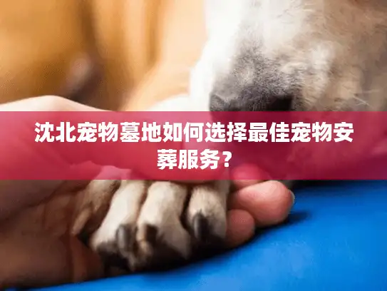 沈北宠物墓地如何选择最佳宠物安葬服务？