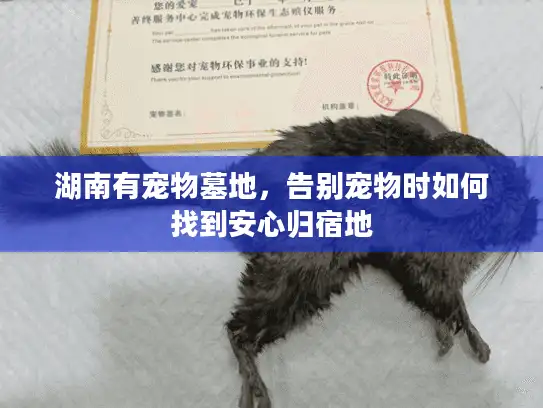湖南有宠物墓地，告别宠物时如何找到安心归宿地