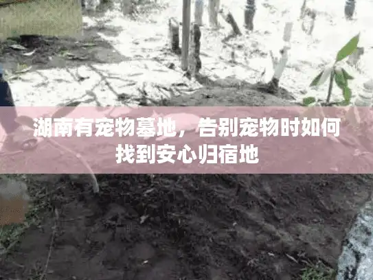 湖南有宠物墓地，告别宠物时如何找到安心归宿地