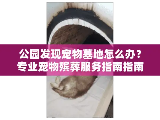 公园发现宠物墓地怎么办？专业宠物殡葬服务指南指南
