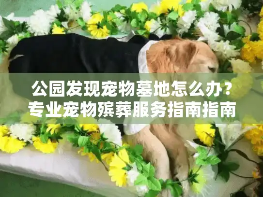 公园发现宠物墓地怎么办？专业宠物殡葬服务指南指南