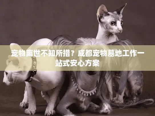 宠物离世不知所措？成都宠物墓地工作一站式安心方案