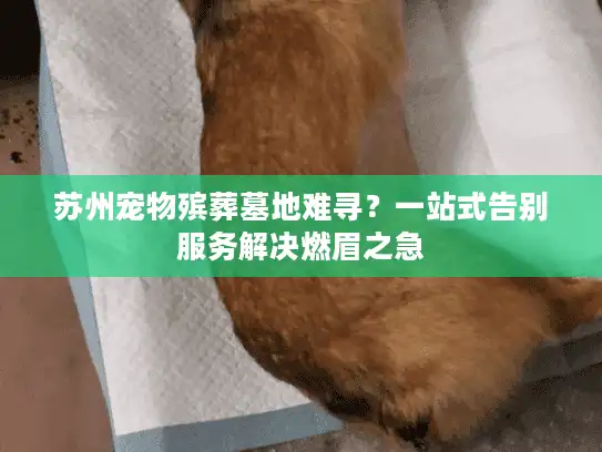 苏州宠物殡葬墓地难寻？一站式告别服务解决燃眉之急