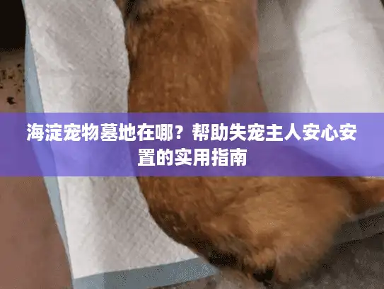 海淀宠物墓地在哪？帮助失宠主人安心安置的实用指南