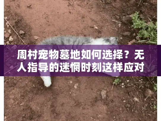 周村宠物墓地如何选择？无人指导的迷惘时刻这样应对