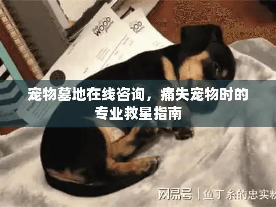 宠物墓地在线咨询，痛失宠物时的专业救星指南