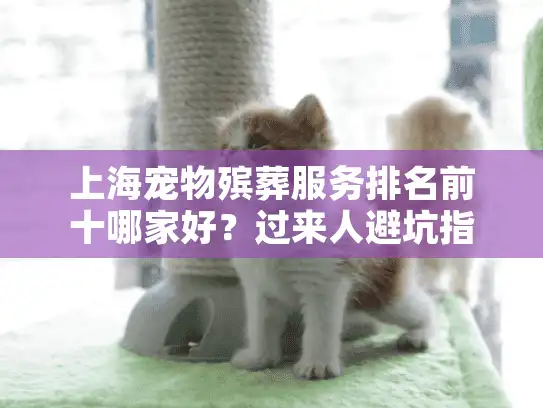 上海宠物殡葬服务排名前十哪家好？过来人避坑指南