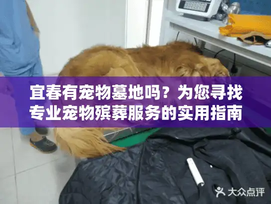 宜春有宠物墓地吗？为您寻找专业宠物殡葬服务的实用指南