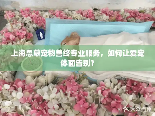 上海思慕宠物善终专业服务，如何让爱宠体面告别？