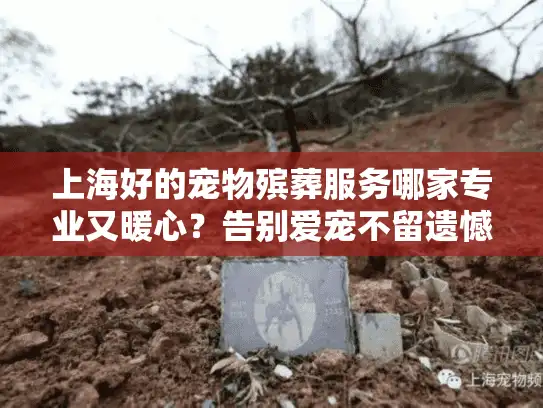 上海好的宠物殡葬服务哪家专业又暖心？告别爱宠不留遗憾