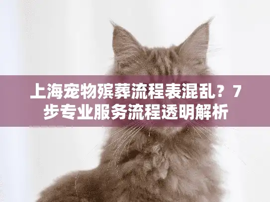 上海宠物殡葬流程表混乱？7步专业服务流程透明解析