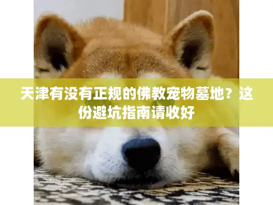 天津有没有正规的佛教宠物墓地？这份避坑指南请收好