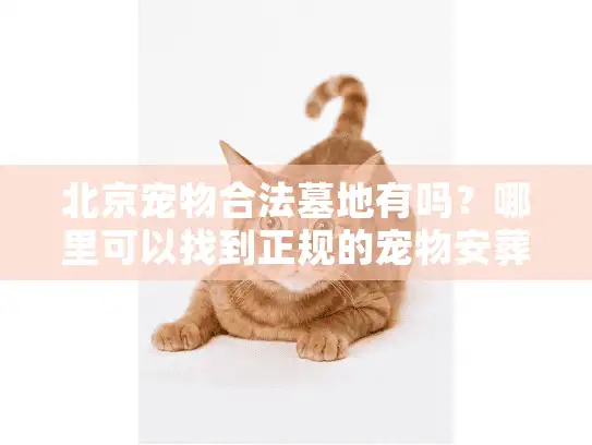 北京宠物合法墓地有吗？哪里可以找到正规的宠物安葬场所？