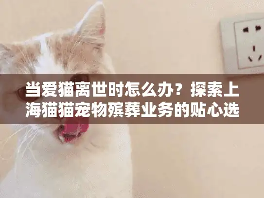 当爱猫离世时怎么办？探索上海猫猫宠物殡葬业务的贴心选择方案