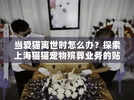当爱猫离世时怎么办？探索上海猫猫宠物殡葬业务的贴心选择方案