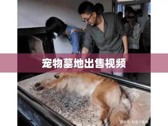 宠物墓地出售视频
