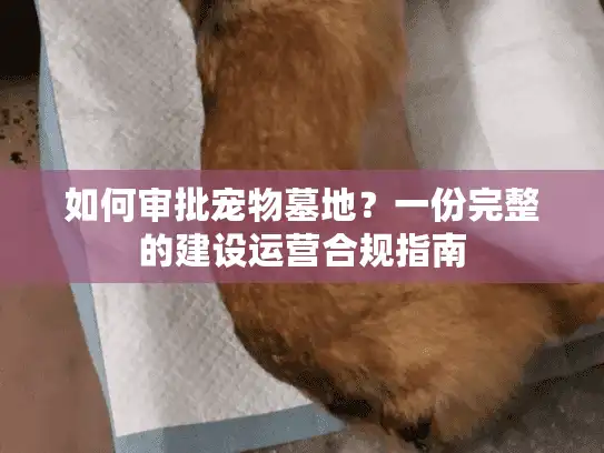 如何审批宠物墓地？一份完整的建设运营合规指南