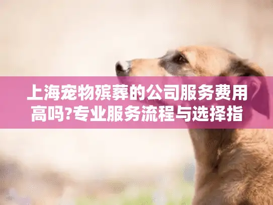上海宠物殡葬的公司服务费用高吗?专业服务流程与选择指南