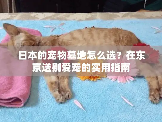 日本的宠物墓地怎么选？在东京送别爱宠的实用指南