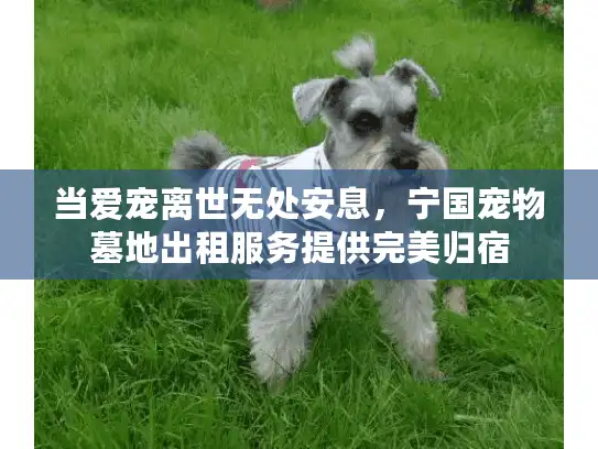 当爱宠离世无处安息，宁国宠物墓地出租服务提供完美归宿