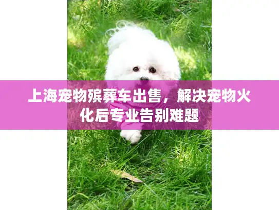 上海宠物殡葬车出售，解决宠物火化后专业告别难题