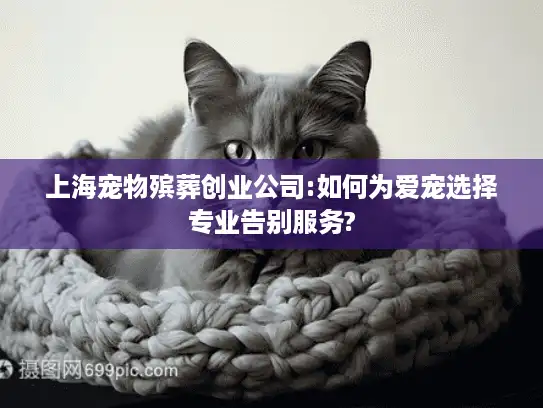 上海宠物殡葬创业公司:如何为爱宠选择专业告别服务?