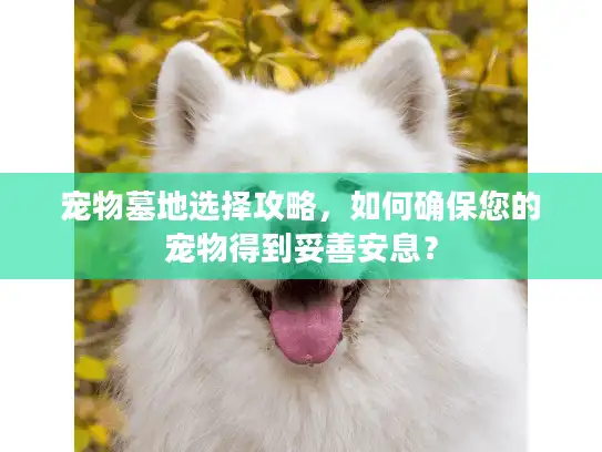 宠物墓地选择攻略，如何确保您的宠物得到妥善安息？
