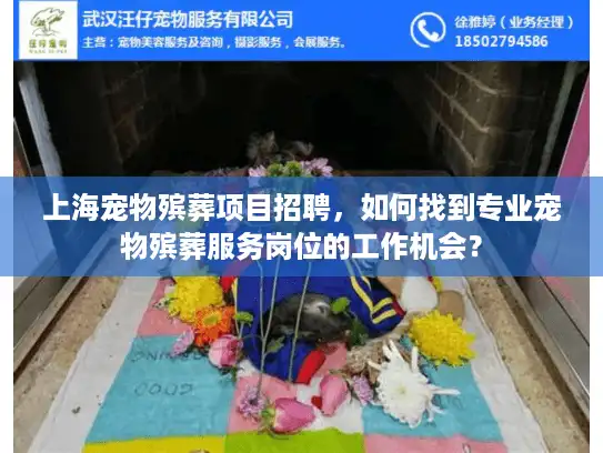 上海宠物殡葬项目招聘，如何找到专业宠物殡葬服务岗位的工作机会？