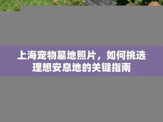 上海宠物墓地照片，如何挑选理想安息地的关键指南