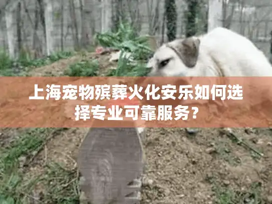 上海宠物殡葬火化安乐如何选择专业可靠服务？