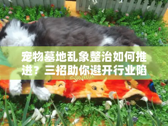 宠物墓地乱象整治如何推进？三招助你避开行业陷阱