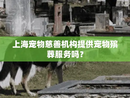 上海宠物慈善机构提供宠物殡葬服务吗？