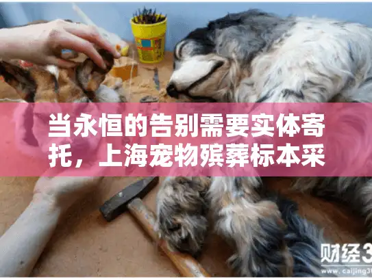当永恒的告别需要实体寄托，上海宠物殡葬标本采购的痛点与解决方案