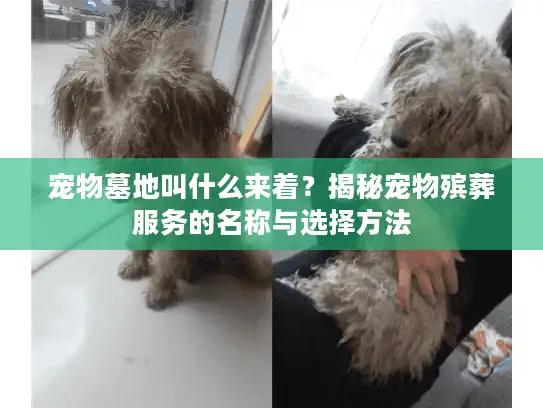 宠物墓地叫什么来着？揭秘宠物殡葬服务的名称与选择方法