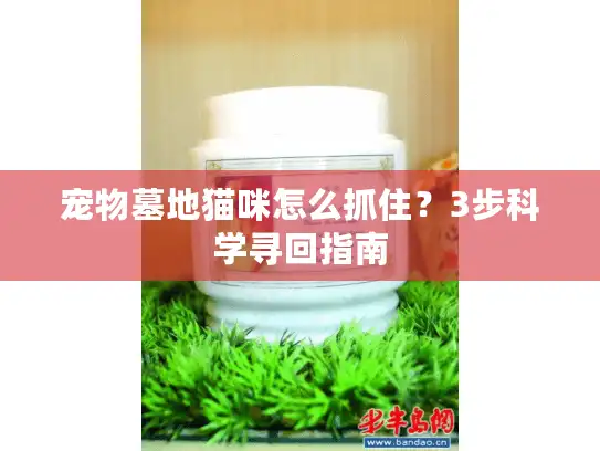 宠物墓地猫咪怎么抓住？3步科学寻回指南