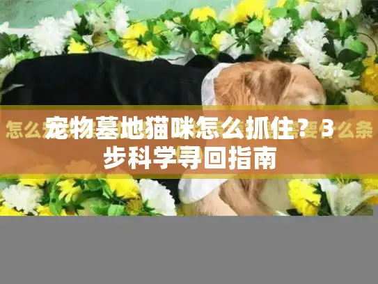 宠物墓地猫咪怎么抓住？3步科学寻回指南
